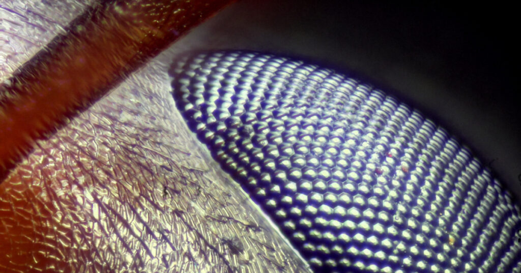 Amazing Things to Look at Under a Microscope