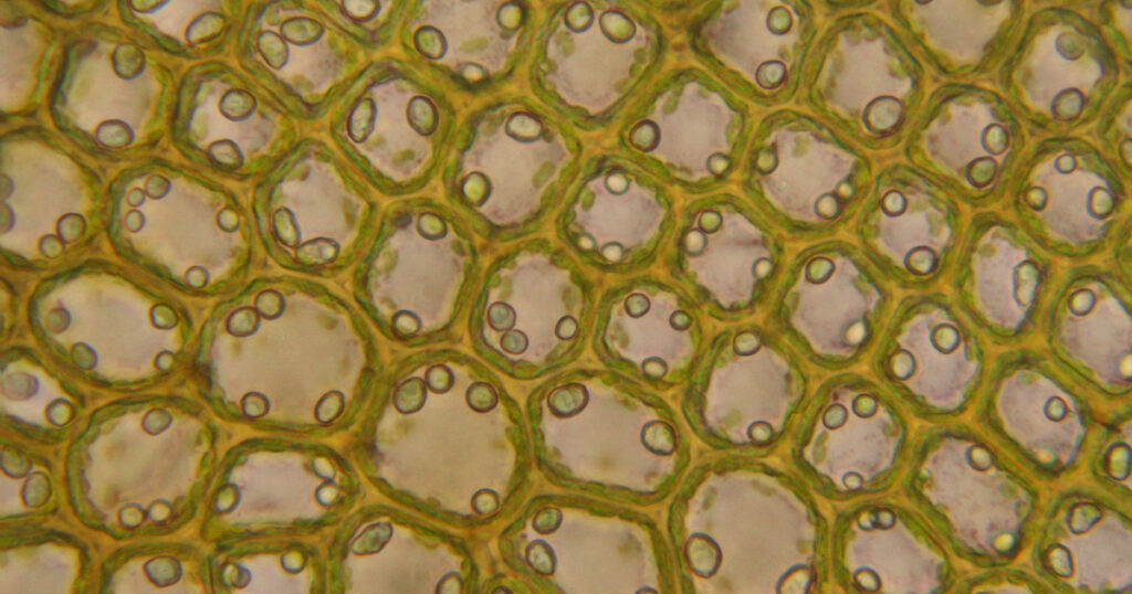 Plant
